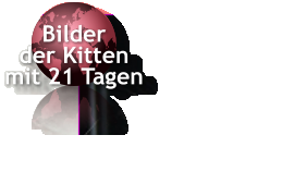 Bilder  der Kitten mit 21 Tagen