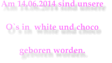 Am 14.06.2014 sind unsere  O`s in  white und choco  geboren worden.