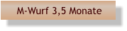 M-Wurf 3,5 Monate