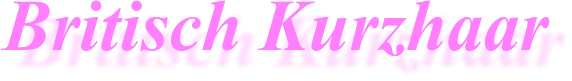 Britisch Kurzhaar